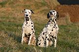 DALMATIEN 459